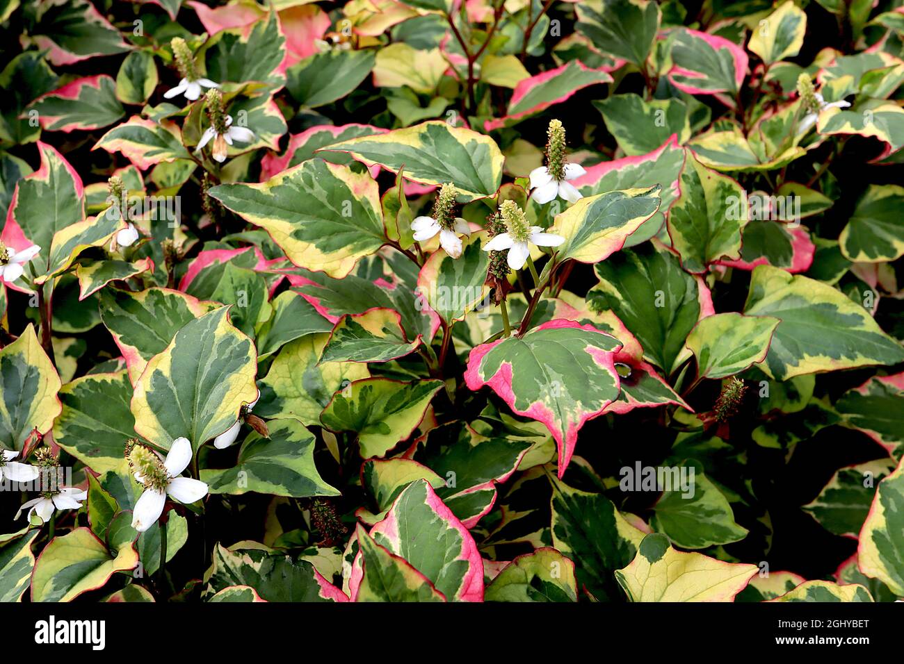 Houttuynia cordata ‘Chameleon’ fish mint – upright racemes of tiny yellow flowers, mid green heart-shaped leaves with dark green, red, pink and yellow Stock Photo