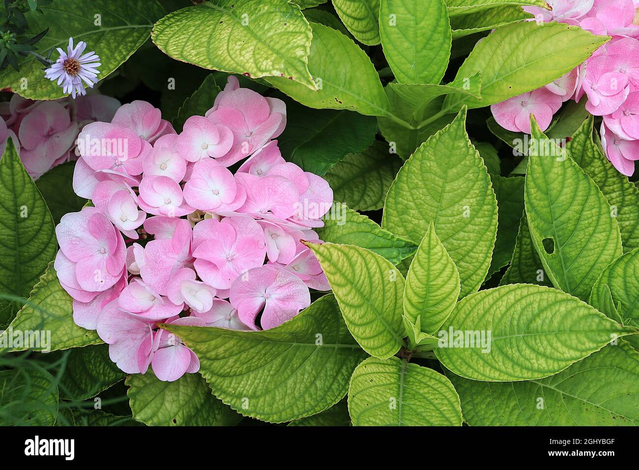 Hydrangea macrophylla ‘All Summer Beauty’ Hortensia All Summer Beauty – medium pink flowers with white centre and fresh green leaves with green veins Stock Photo