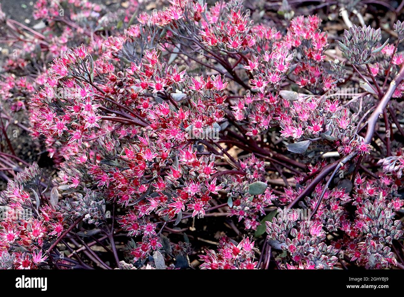 Hylotelephium telephium ‘Purple Emperor’ Sedum Purple Emperor – deep pink star-shaped flowers, purple green fleshy leaves and dark red stems,  August, Stock Photo