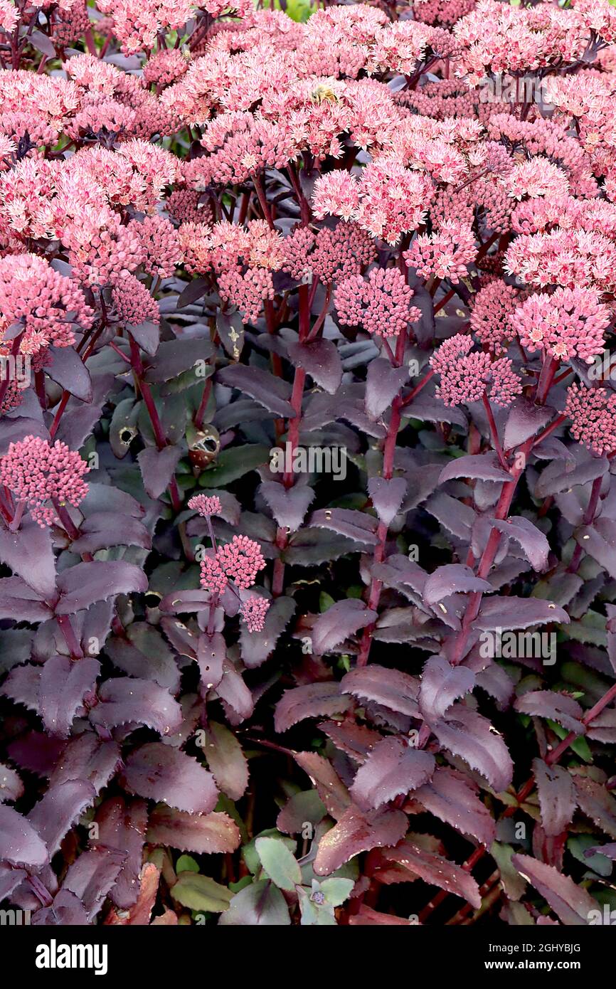 Hylotelephium telephium ‘Purple Emperor’ Sedum Purple Emperor – deep pink star-shaped flowers, purple green fleshy leaves and dark red stems,  August, Stock Photo