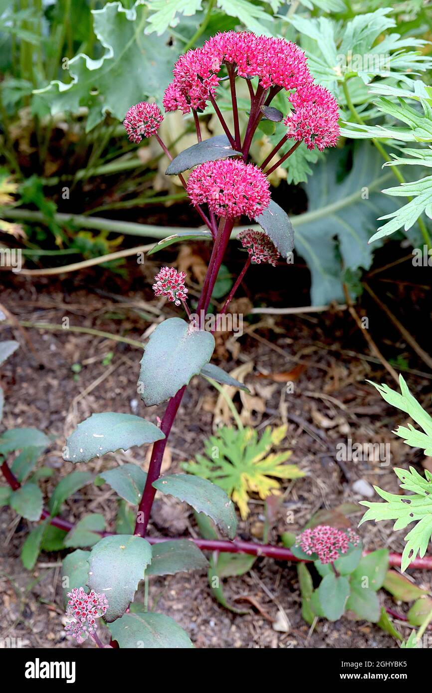 Hylotelephium telephium ‘Red Cauli’ Sedum Red Cauli – deep pink star-shaped flowers, dark green fleshy leaves and dark red stems,  August, England, UK Stock Photo