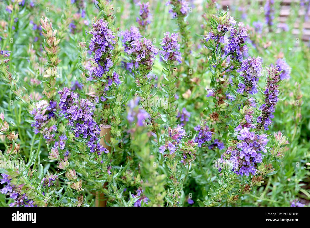 Hyssopus officinalis Hyssop – dense upright racemes of violet blue flowers and dark green lance-shaped leaves,  August, England, UK Stock Photo