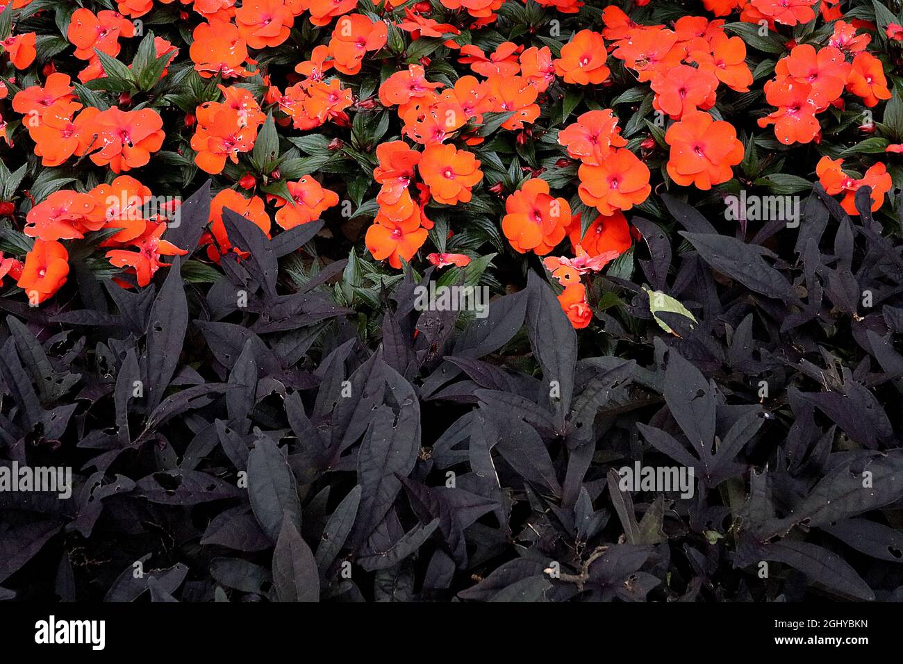 Impatiens Sunpatiens ‘Electric Orange’ New Guinea impatiens Electric Orange - flat semi-double orange flowers, Ipomoea batatas, Stock Photo