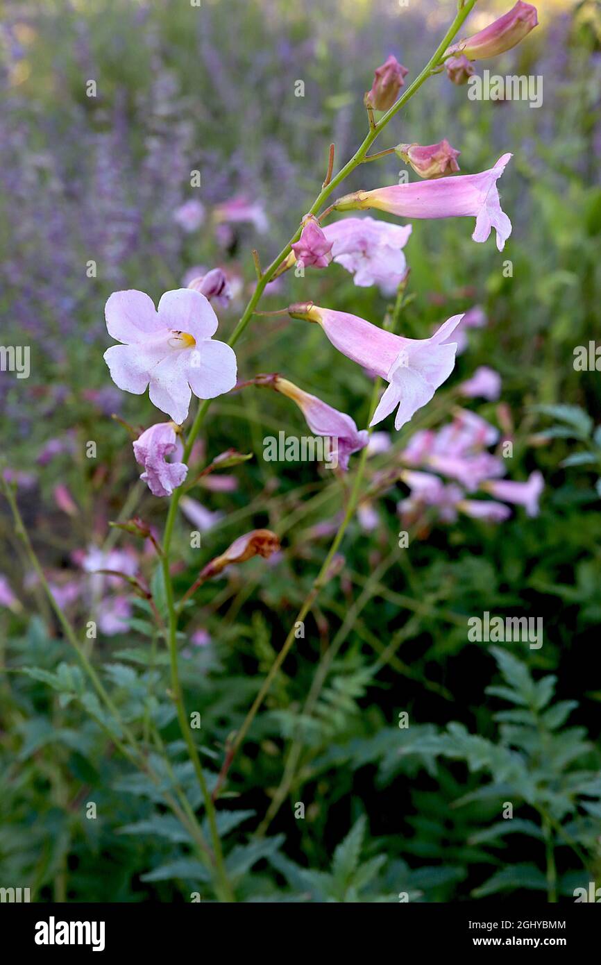 Incarvillea arguta Chinese trumpet flower/  Himalayan Gloxinia -  pink penstemon-like flowers,  August, England, UK Stock Photo