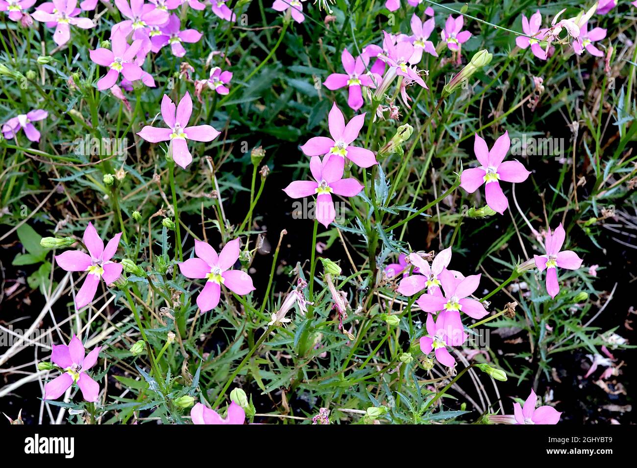 Isotoma axillaris ‘Fizz n Pop Pretty in Pink’ blue star creeper Fizz n Pop Pretty in Pink – medium pink star-shaped flowers with two pale green eyes, Stock Photo