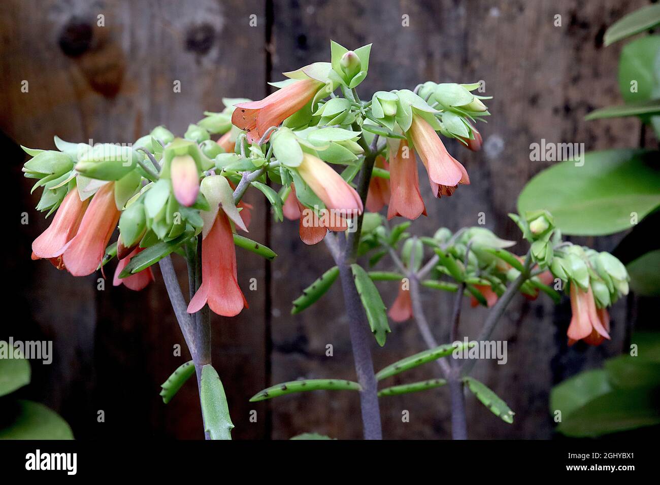 Kalanchoe blossfeldiana ‘Lucky Bells’ flaming katy Lucky Bells – clusters of tubular orange flowers atop dark grey stems and small fleshy leaves,  UK Stock Photo