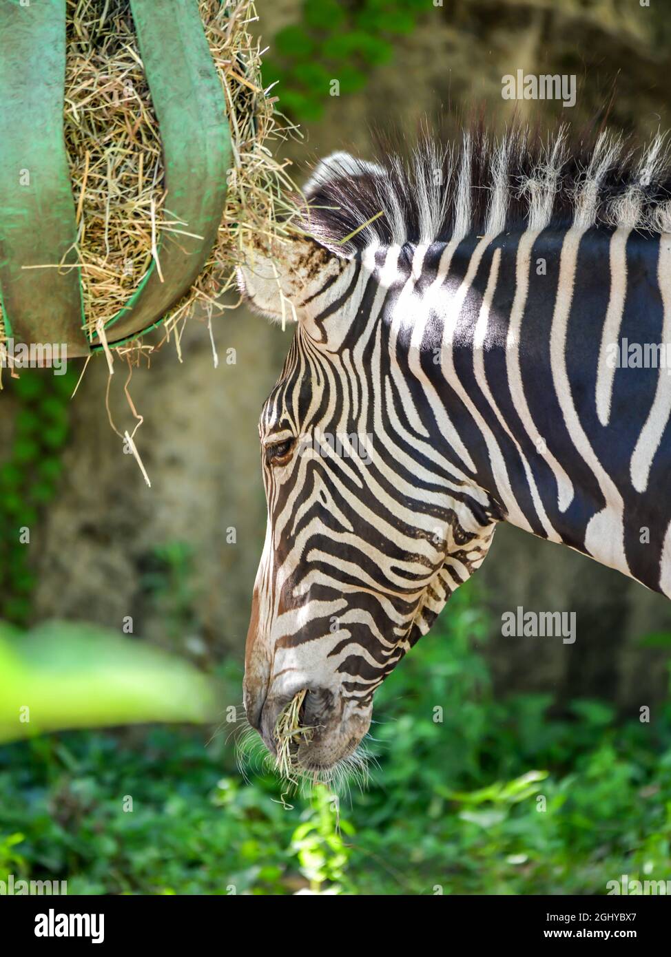 Zebra head feeding at the city zoo Stock Photo Alamy