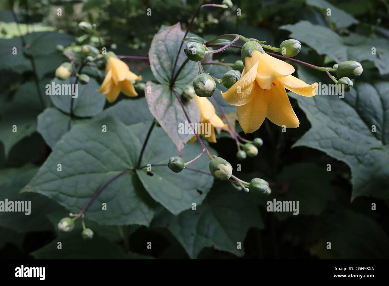 Kirengeshoma palmata yellow wax-bells – yellow bell-shaped thick flowers,  August, England, UK Stock Photo