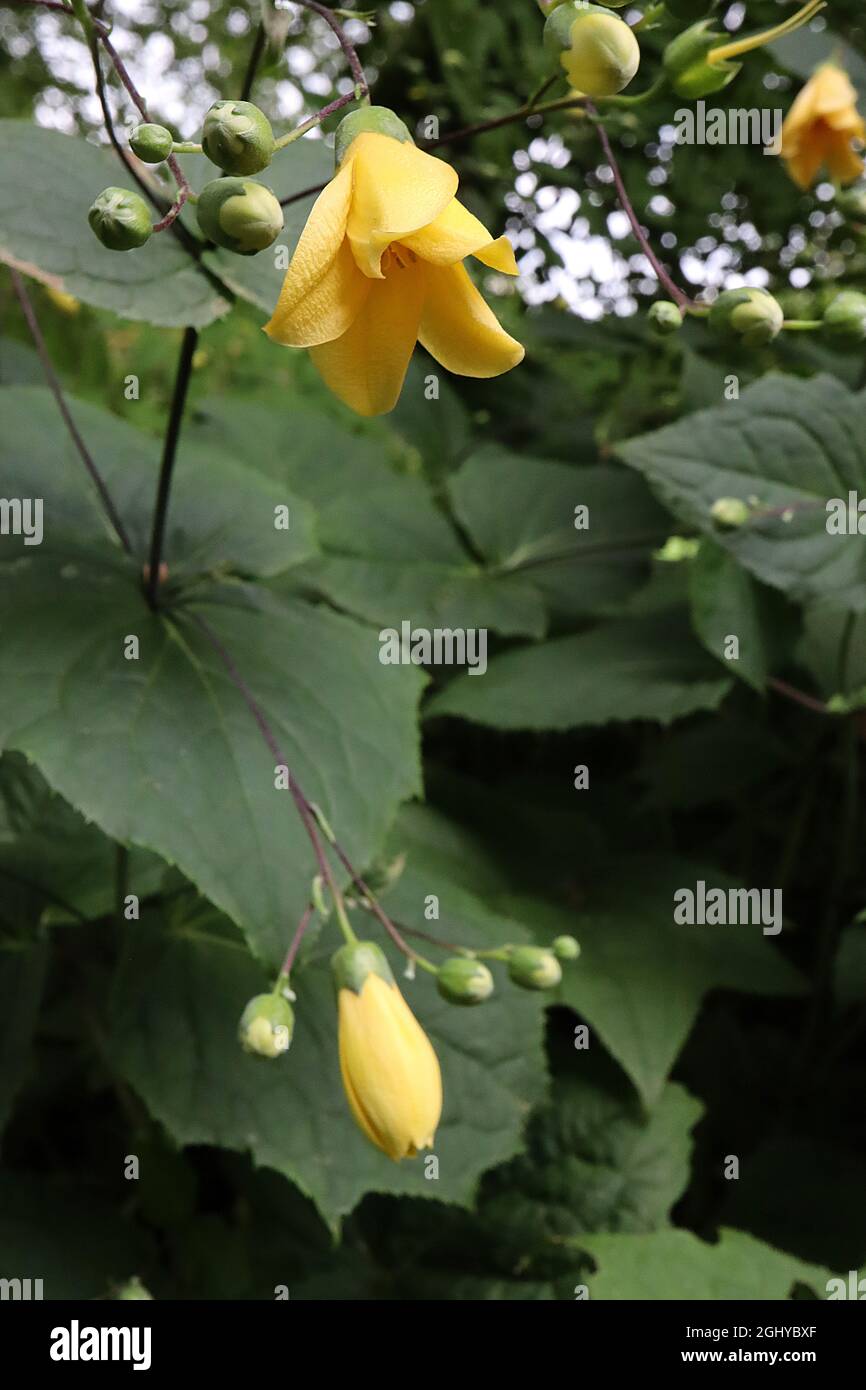 Kirengeshoma palmata yellow wax-bells – yellow bell-shaped thick flowers,  August, England, UK Stock Photo