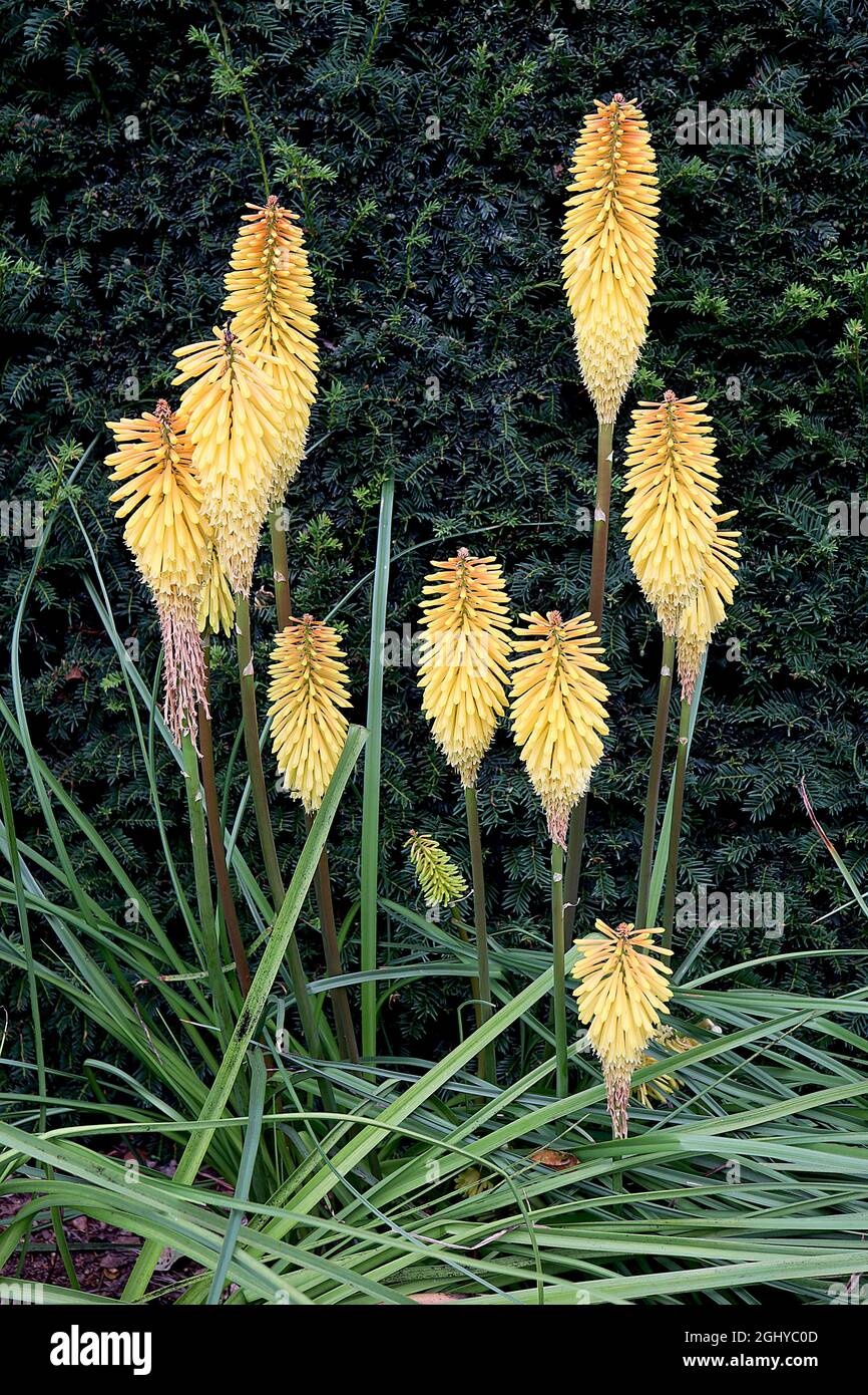 Kniphofia ‘Mango Popsicle’ red hot poker Mango Popsicle - long tubular orange yellow flower clusters on medium height thick stems, August, England, UK Stock Photo