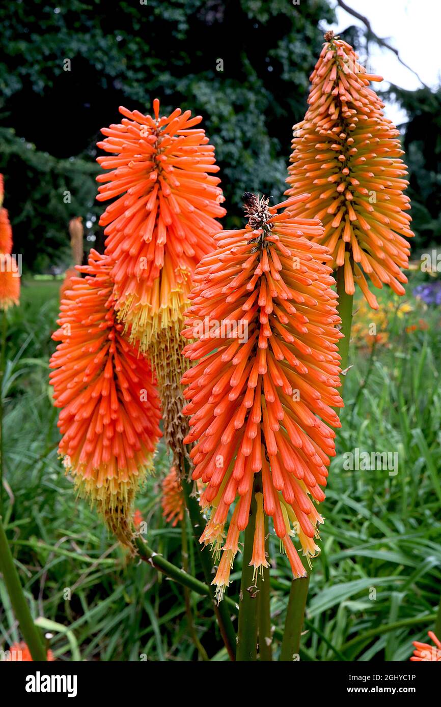 Downward pointing tubular flower hi-res stock photography and images ...