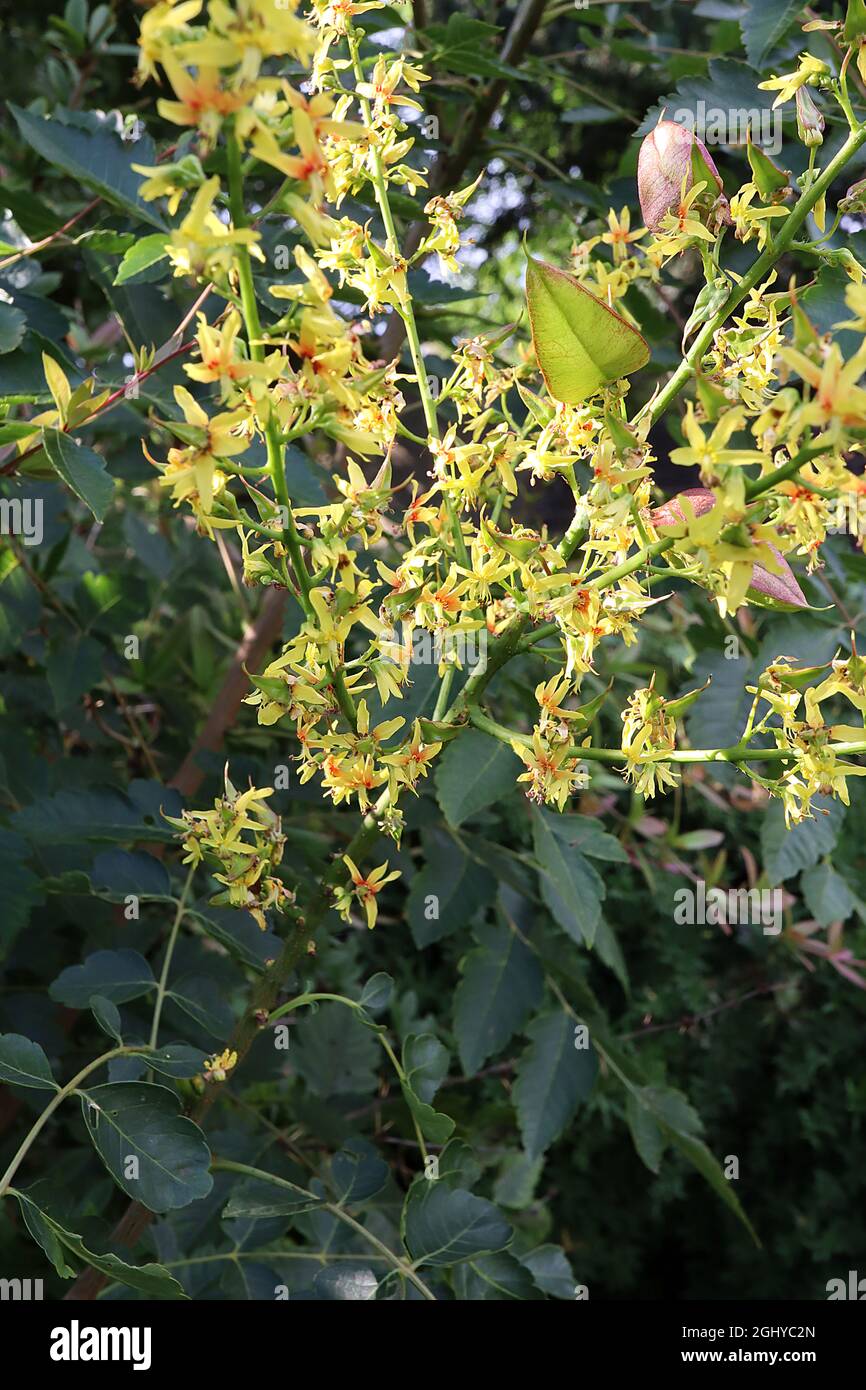 Koelreuteria paniculata pride of India – small yellow flowers, large inflated light green and red seed pods, pinnately divided leaves,  August, UK Stock Photo