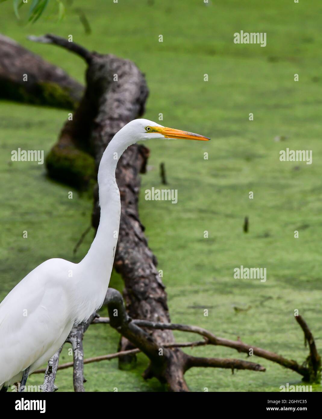 wild white egret hunting for food Stock Photo Alamy