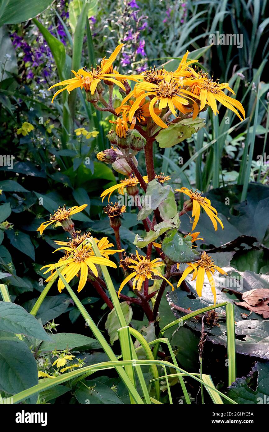 Ligularia dentata ‘Desdemona’ summer ragwort Desdemona – deep yellow daisy-like flowers atop thick branched racemes,  August, England, UK Stock Photo