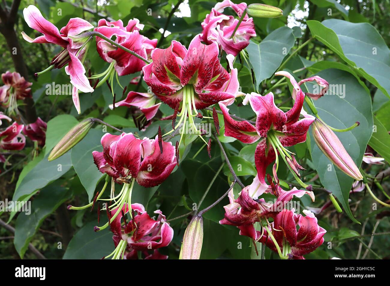 Lilium ‘Black Beauty’ dark pink flowers with white margins and highly
