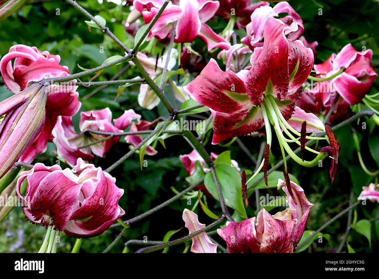 Lilium ‘Black Beauty’ dark pink flowers with white margins and highly reflexed petals,  August, England, UK Stock Photo