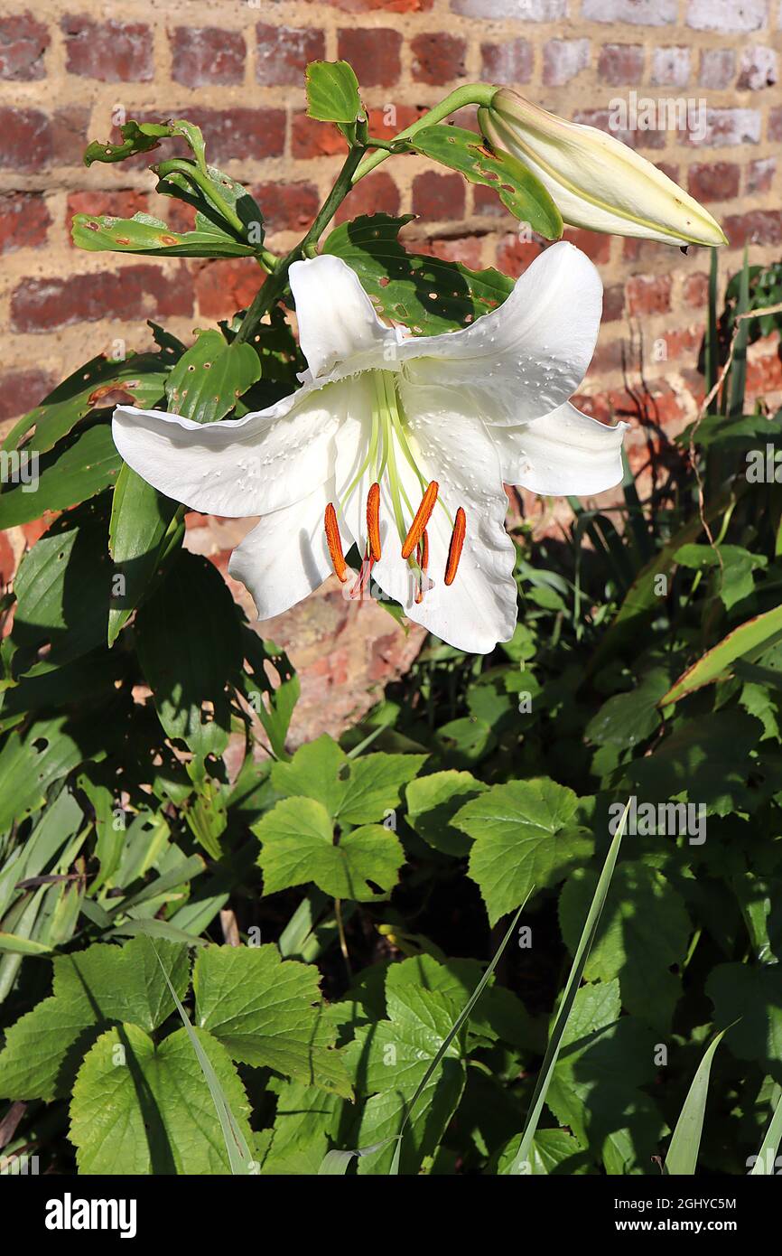 Pale bumps hi-res stock photography and images - Alamy