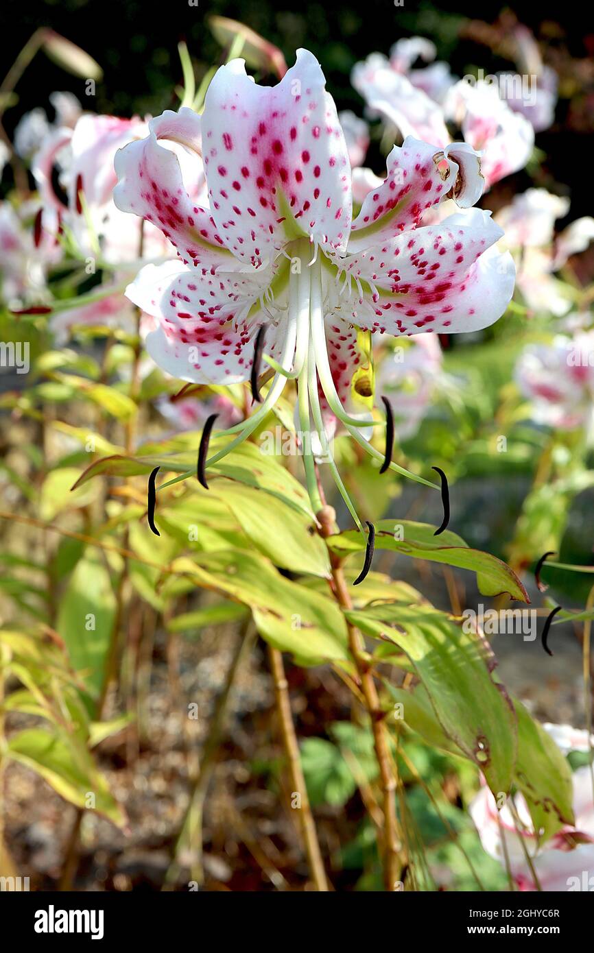 Lilium speciosum var rubrum showy lily – white flowers with deep pink spots and reflexed petals,  August, England, UK Stock Photo