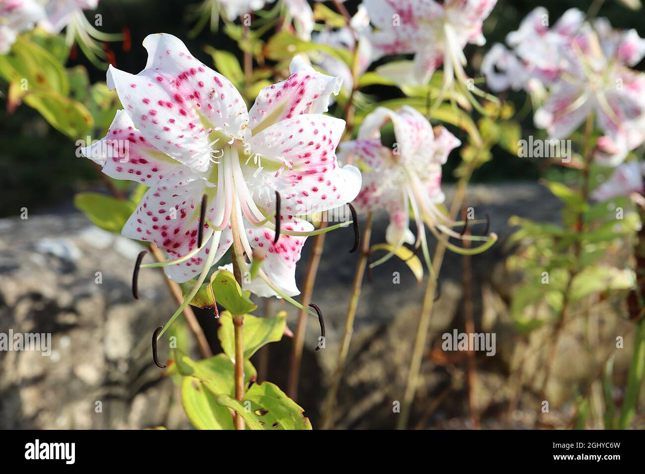 Lilium speciosum var rubrum showy lily – white flowers with deep pink spots and reflexed petals,  August, England, UK Stock Photo