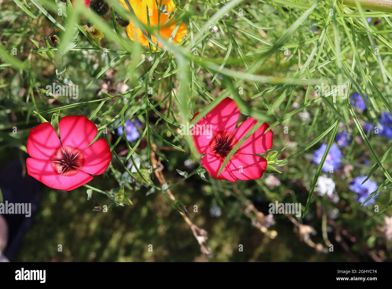 Linum grandiflorum ‘Rubrum’ scarlet flax – deep pink flowers with pale yellow halo, brown ring, dark pink veins and crimson margins,  August, England, Stock Photo