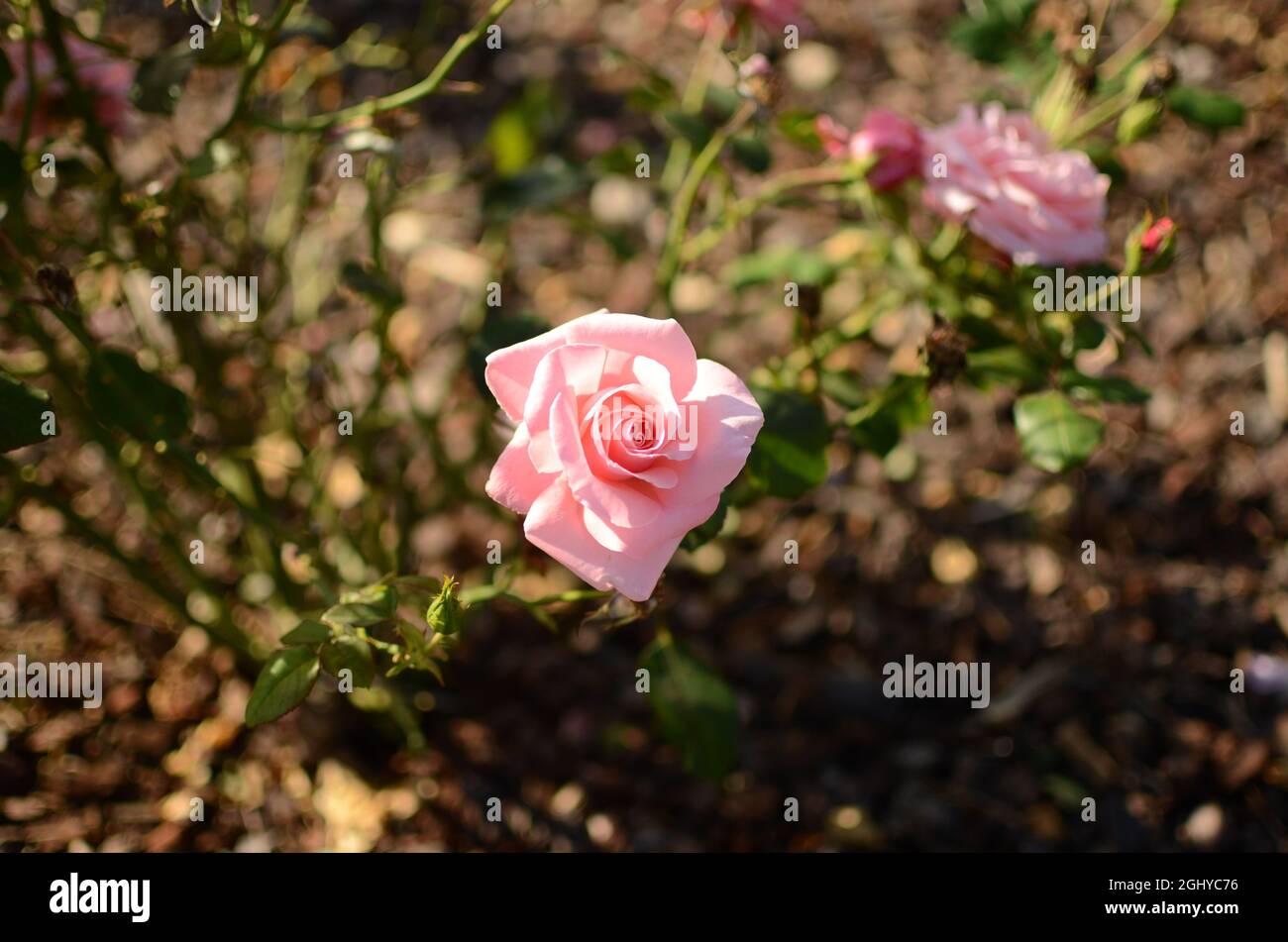 Colorful Pink Rose Flower In Botanical Garden. Stock Photo