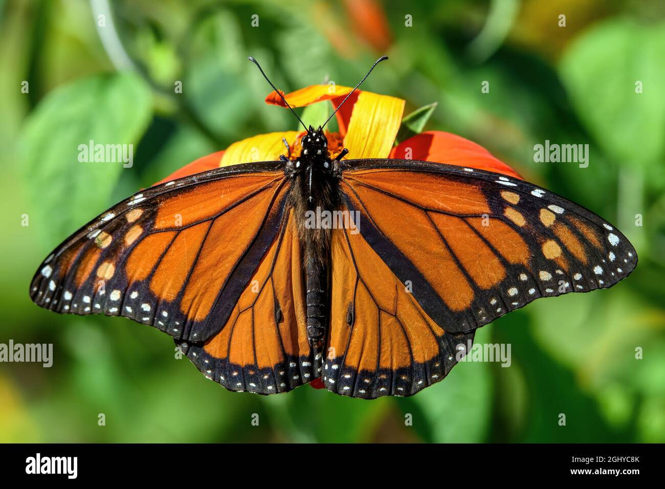 Male Monarch butterfly in the late summer sun. The monarch is a milkweed butterfly in the family Nymphalidae and is threatened by severe habitat loss Stock Photo