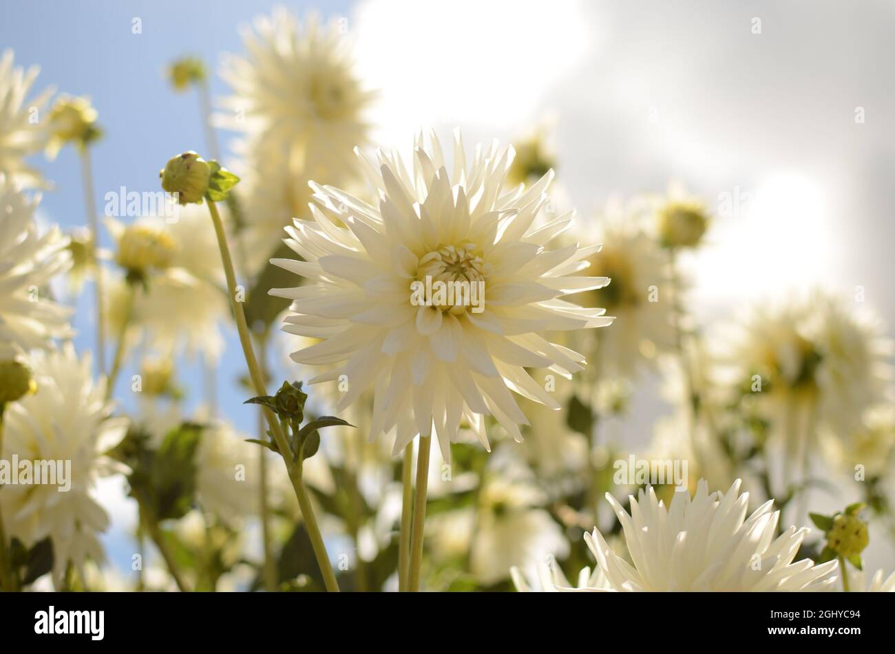 White Cactus Dahlia Flower. Stock Photo