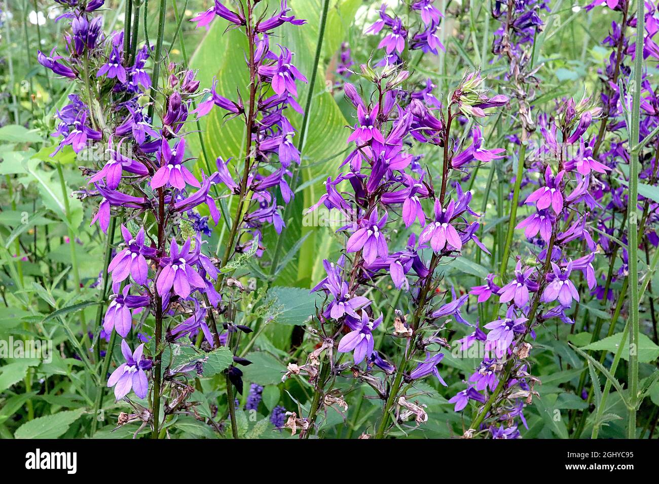 Lobelia x speciosa ‘Vedrariensis’ cardinal flower Vedrariensis - upright racemes of violet flowers with white eyes and narrow lance-shaped leaves, UK Stock Photo