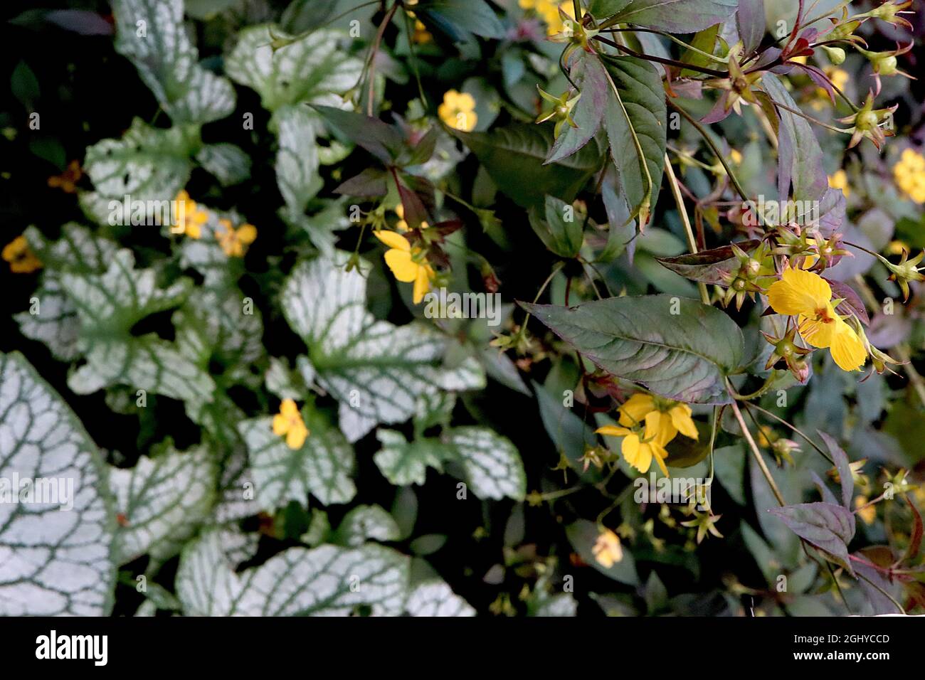 Lysimachia ciliata Firecracker fringed loosestrife Firecracker – yellow flowers with fringed petals and purple green bronze leaves,  August, England, Stock Photo