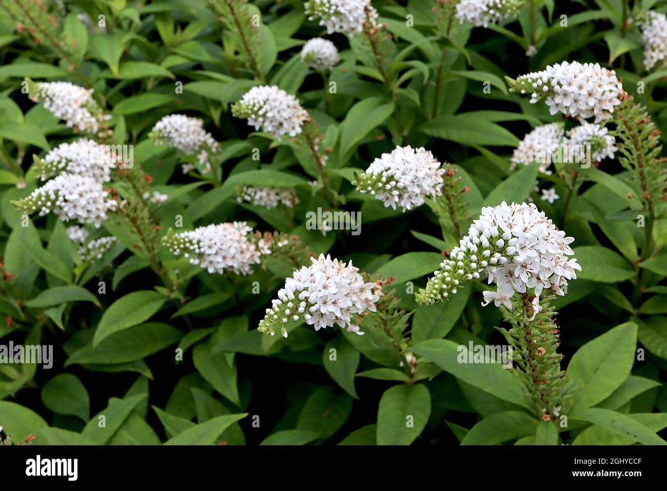 Lysimachia clethroides gooseneck loosestrife – pointed arching racemes of tiny white flowers,  August, England, UK Stock Photo