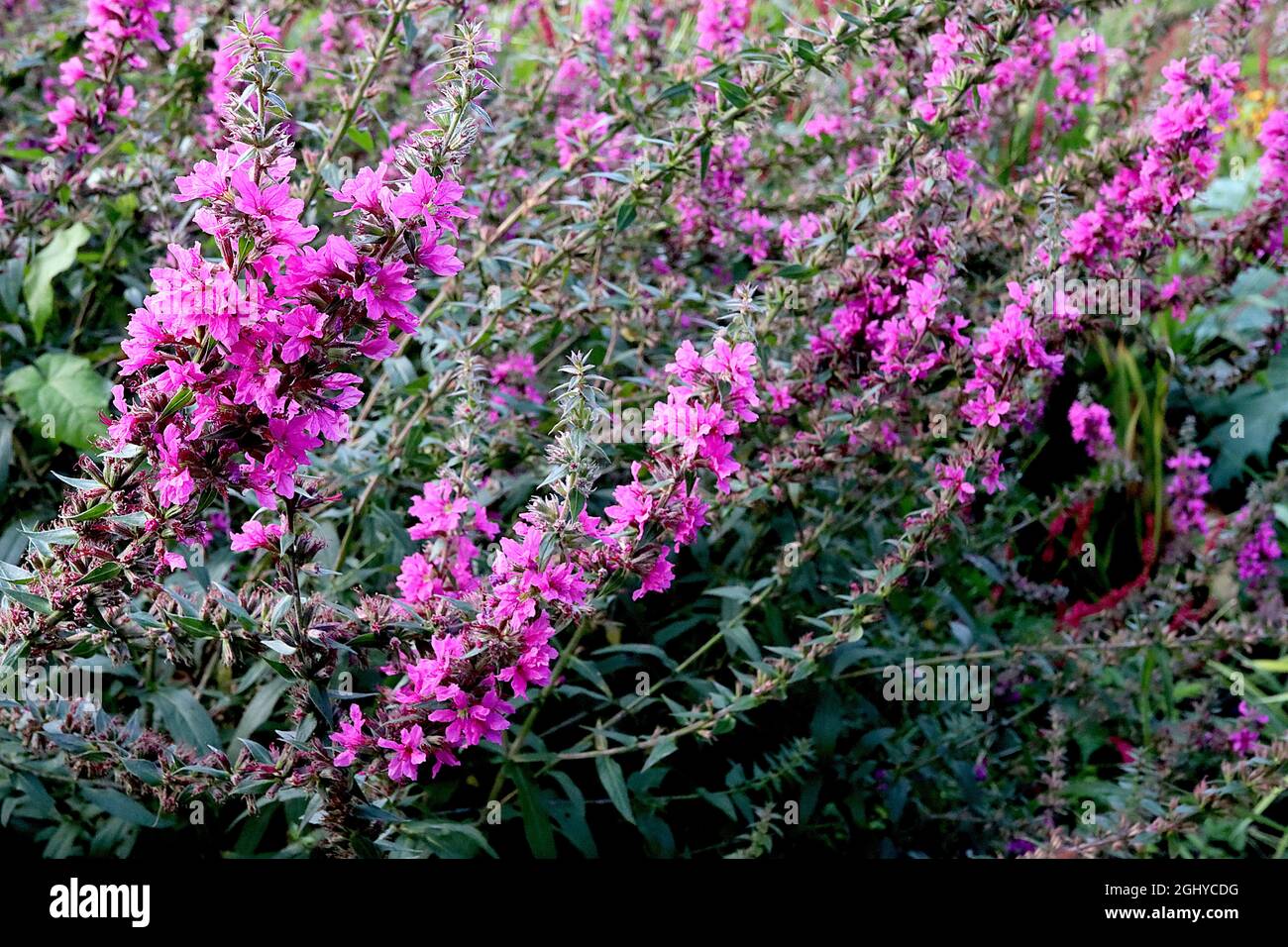 Lythrum virgatum ‘Feuerkerze’ purple / wand loosestrife Feuerkerze - upright racemes of rose red flowers and tiny grey green lance-shaped leaves,  UK Stock Photo