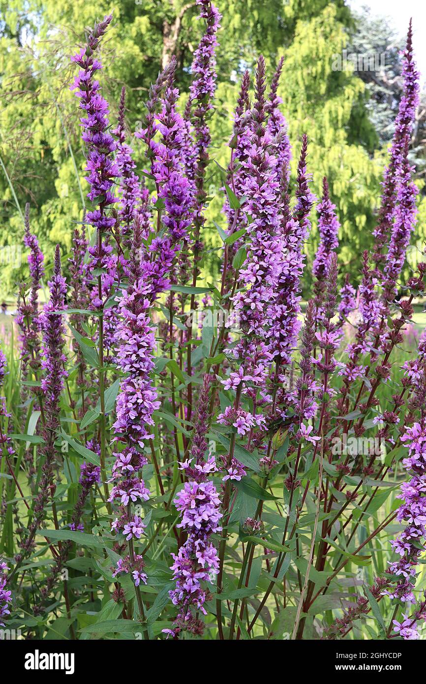 Lythrum virgatum ‘Rosy Gem’ purple / wand loosestrife Rosy Gem - upright racemes of rose pink flowers and tiny mid green lance-shaped leaves, August, Stock Photo