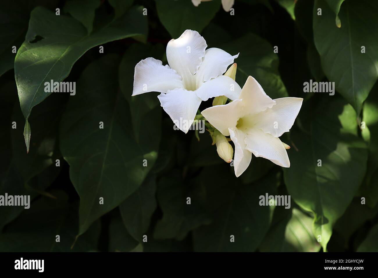Mandevilla Iaxa  Chilean jasmine – white funnel-shaped flowers and pale green pointed flower buds,  August, England, UK Stock Photo