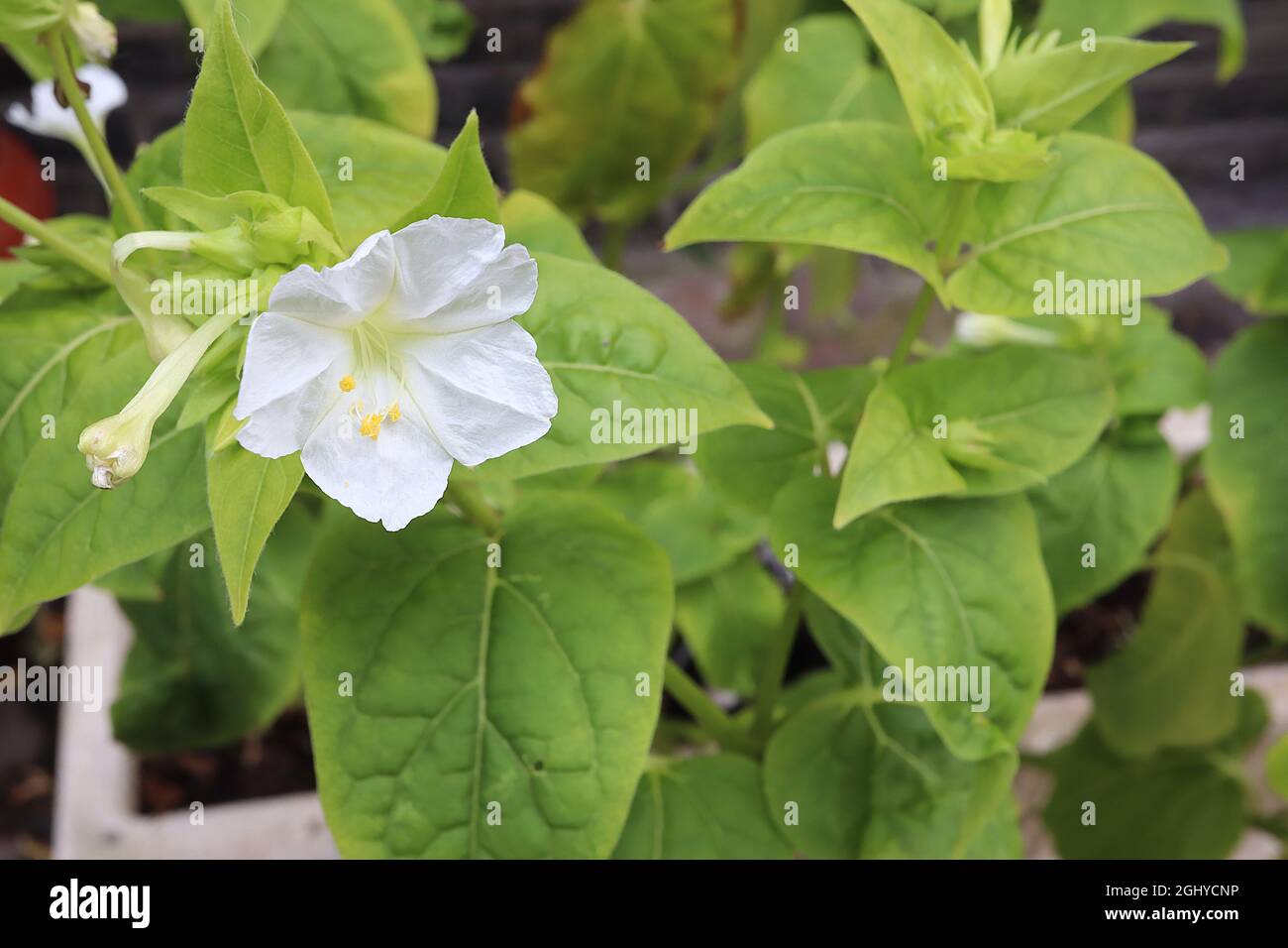 Mirabilis jalapa ‘Alba’ Marvel of Peru – strongly scented funnel-shaped white flowers with ruffled petals, August, England, UK Stock Photo