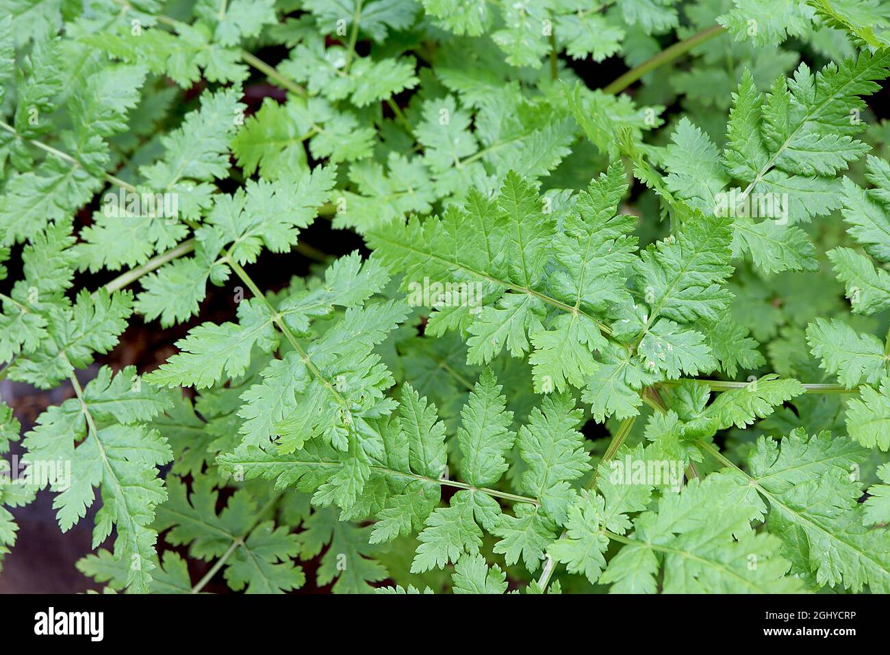 Myrrhis odorata sweet cicely – bright green ferny leaves,  August, England, UK Stock Photo