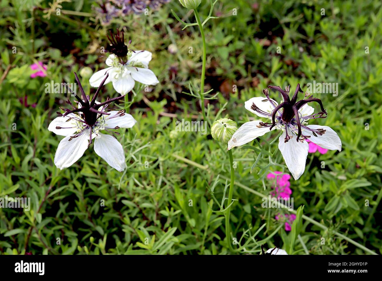 Nigella papillosa / hispanica African Bride love-in-a-mist African Bride - white flowers, purple black upright stamens,  August, England, UK Stock Photo
