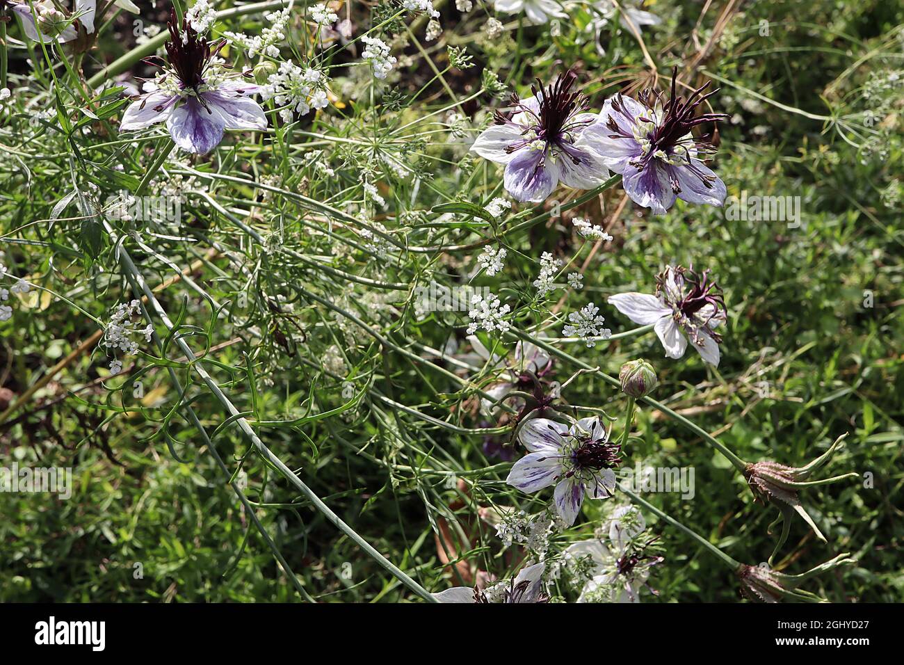 Nigella papillosa / hispanica Delft Blue love-in-a-mist Delft Blue – single white flowers, purple violet blotch, purple black upright stamens Stock Photo