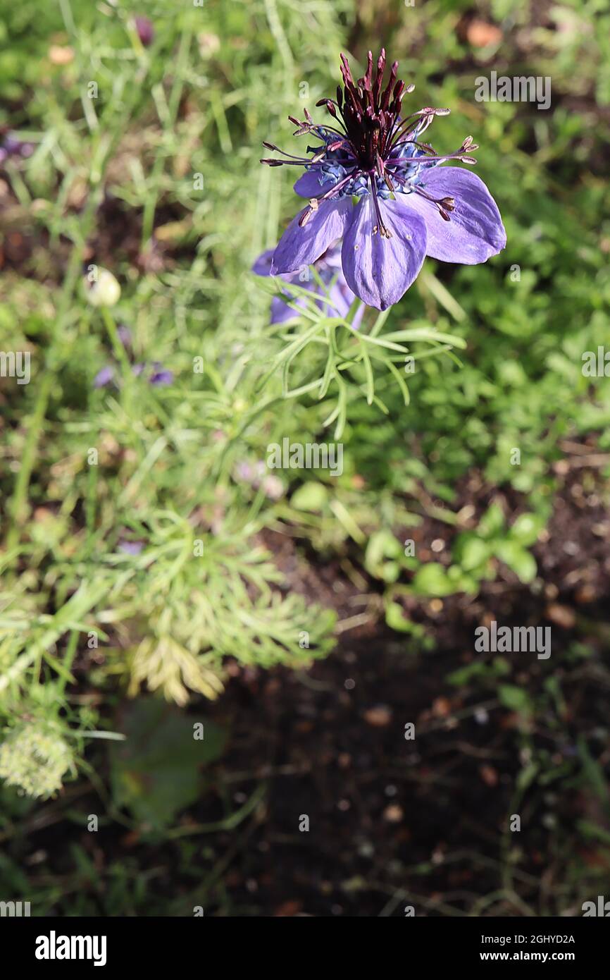 Nigella papillosa / hispanica Midnight love-in-a-mist Midnight - single deep blue flowers, cluster of purple black upright stamens,  August, England Stock Photo
