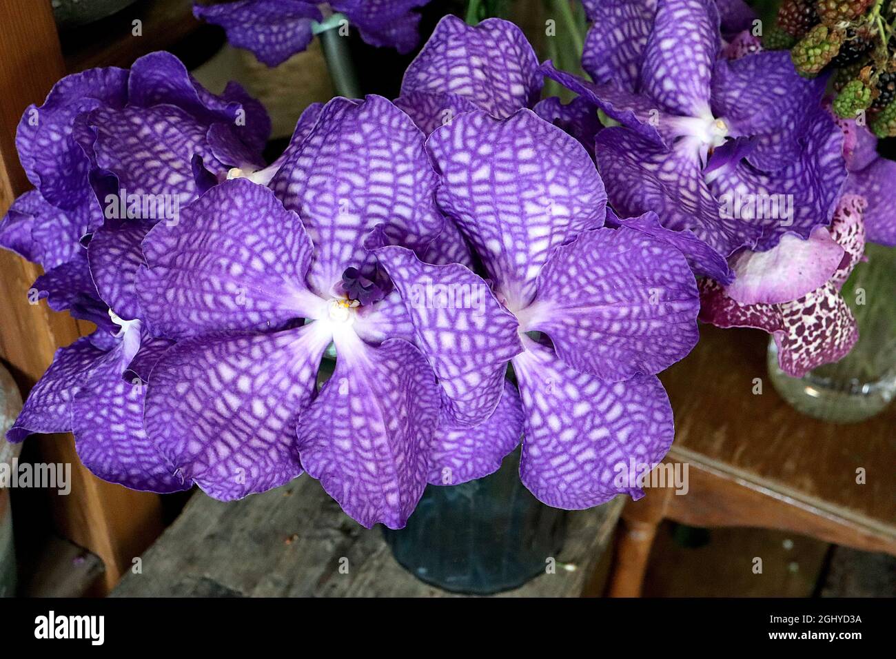 Orchid Vanda Betty Blue Vanda Orchid Betty Blue – white saucer-shaped flowers with violet netting,  August, England, UK Stock Photo