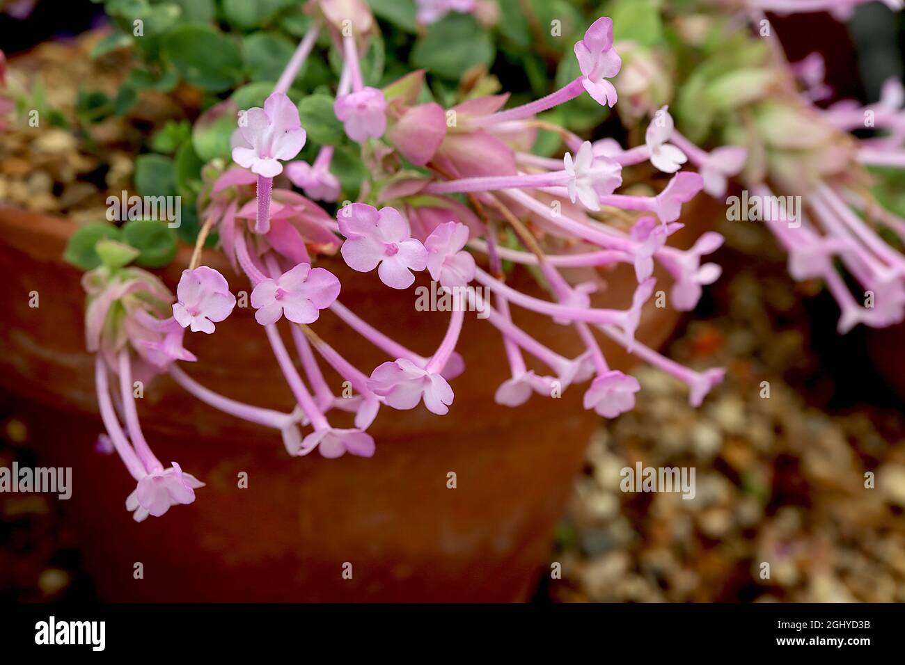 Origanum amanum Amanum oregano – clusters of long tubular medium pink funnel-shaped flowers and small round aromatic leaves,  August, England, UK Stock Photo