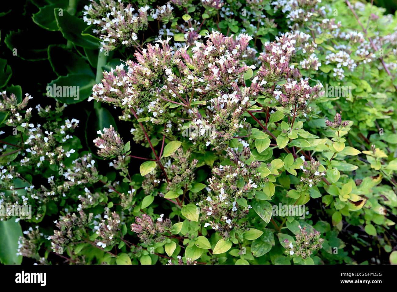 Origanum majorana marjoram – dense domed clusters of tiny white flowers and small ovate aromatic leaves,  August, England, UK Stock Photo