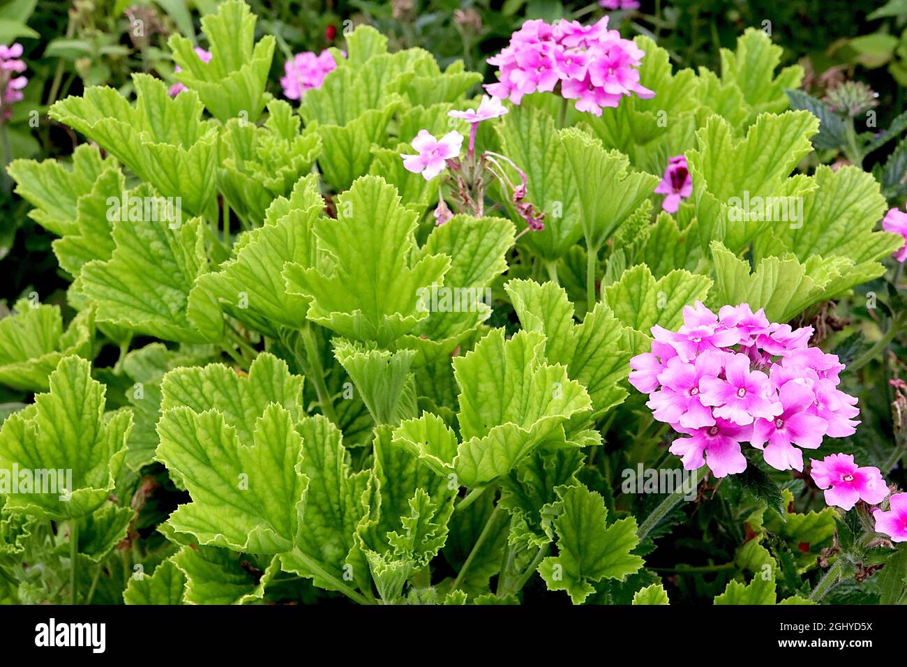 Pelargonium capitatum  Rose-scented geranium – fresh green deeply veined rose-scented leaves,  Phlox paniculata ‘Bright Eyes’ pale pink flowers Stock Photo