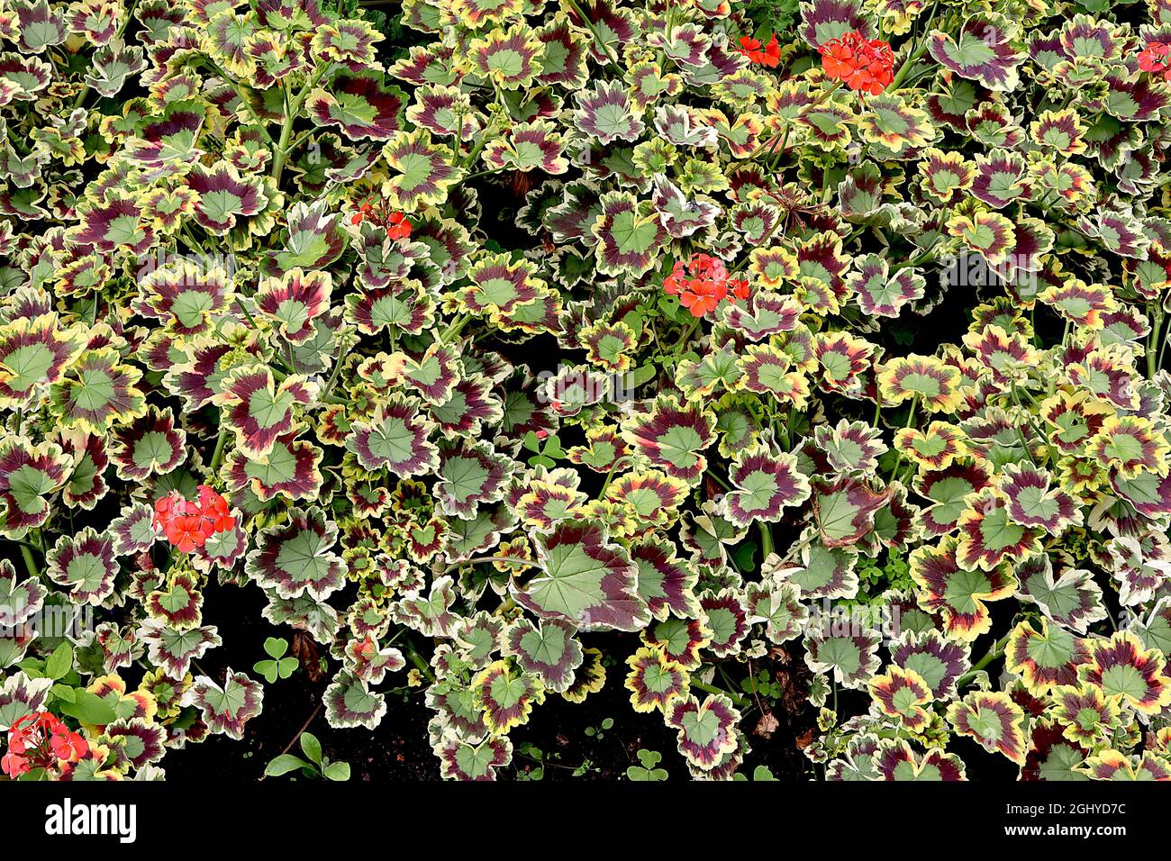Pelargonium ‘Mrs Pollock’ zonal geranium Mrs Pollock – red flowers and tricolor leaves,  August, England, UK Stock Photo