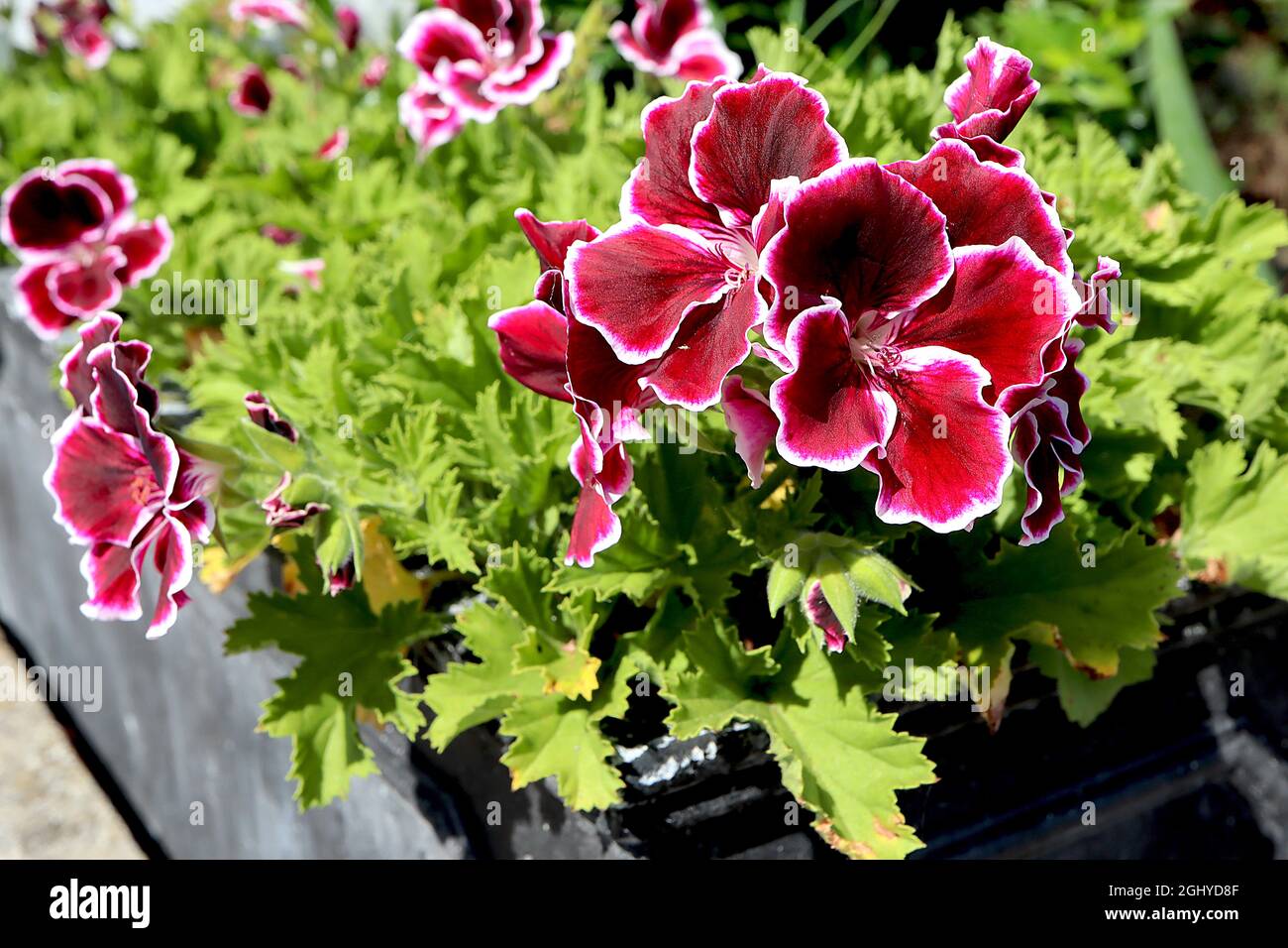 Pelargonium x grandiflorum ‘Aristo Black Beauty’ Pelargonium Black Beauty – burgundy red flowers with fine white margins and palmately lobed leaves Stock Photo