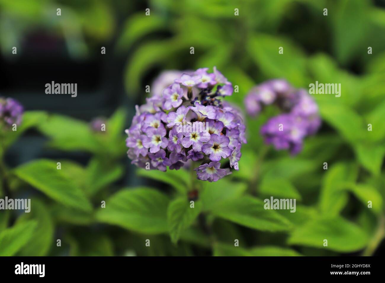 Closeup of a puple heliotrope flower cluster with leaves Stock Photo