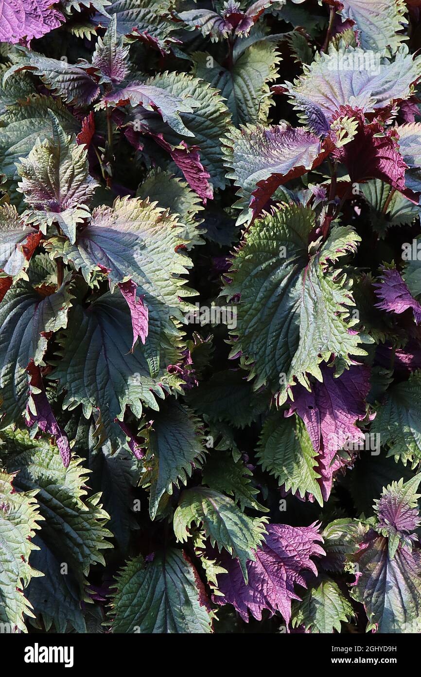 Perilla frutescens var crispa purple shiso – dark green leaves with purple leaf backs, wrinkled, deeply veined and incised margins,  August, England, Stock Photo