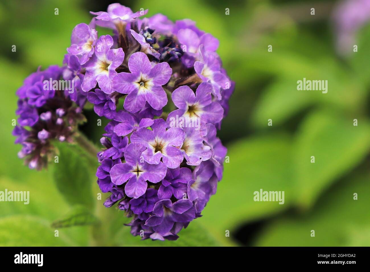 Macro of a puple heliotrope flower cluster with leaves Stock Photo