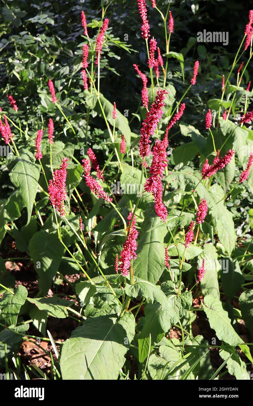 Persicaria amplexicaulis taurus foliage hires stock photography and