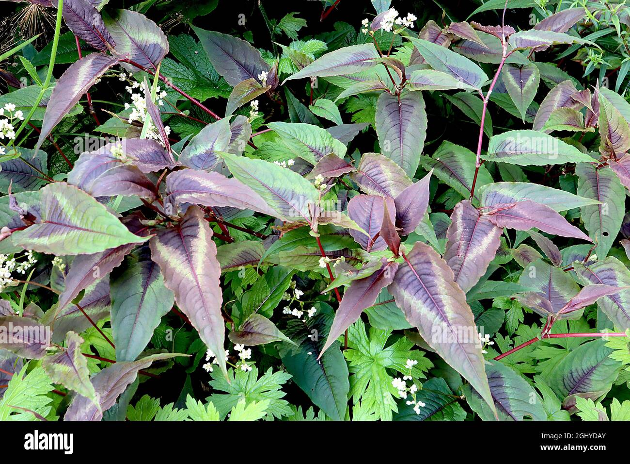 Persicaria microcephala ‘Red Dragon’ Knotweed Red Dragon – pointed lance-shaped maroon purple leaves with black centre and white margins,  August, UK Stock Photo