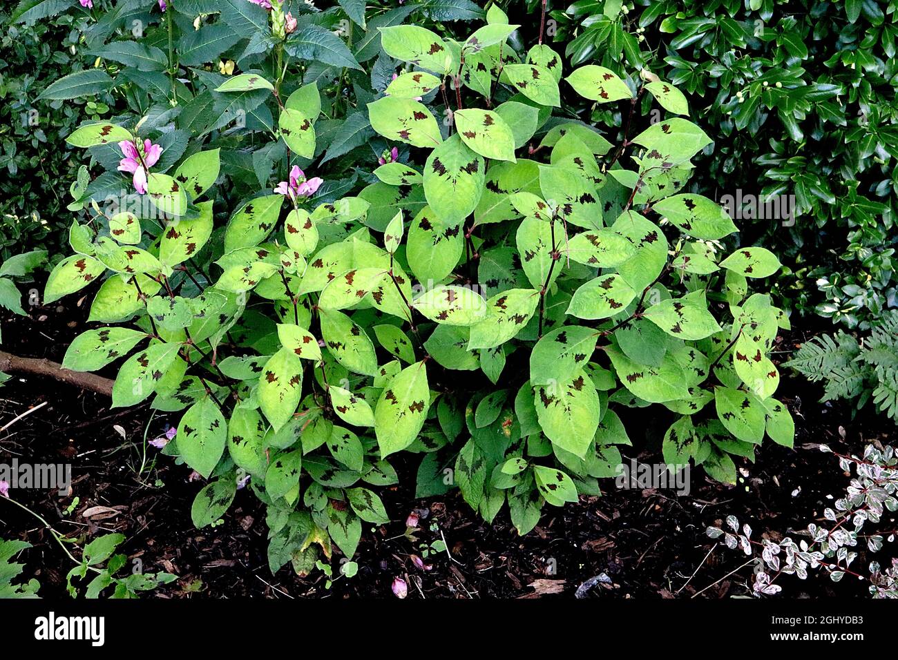 Persicaria virginiana var filiformis ‘Lance Corporal’ Virginia knotweed Lance Corporal – small bright green ovate leaves with dark red chevron,  UK Stock Photo
